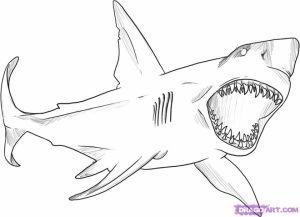 Great White Shark Coloring Pages   41665