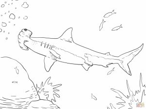 Hammerhead Shark Coloring Pages   56731