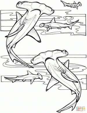 Hammerhead Shark Coloring Pages   86731