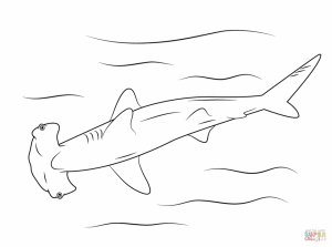 Hammerhead Shark Coloring Pages   99671