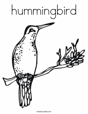 Hummingbird Coloring Pages Free Printable   01108