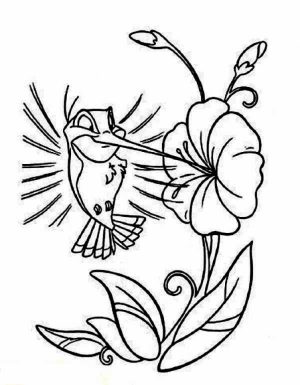 Hummingbird Coloring Pages Free Printable   56449