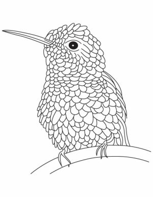 Hummingbird Coloring Pages Free Printable   68103