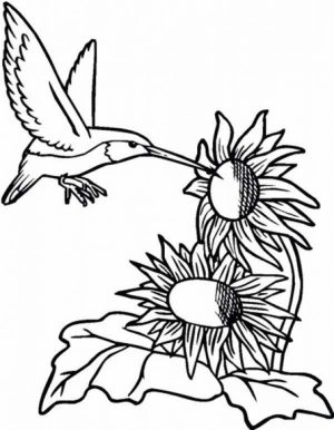 Hummingbird Coloring Pages Free Printable   76955