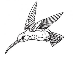 Hummingbird Coloring Pages Free Printable   80226