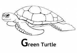 Image of Turtle Coloring Pages to Print for Kids   uan64