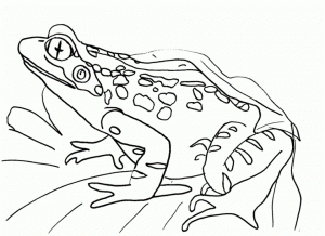 Kids’ Printable Frog Coloring Pages   LC75F