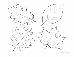 Leaf Coloring Pages Free to Print   2519s
