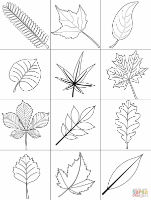 Leaf Coloring Pages Free to Print   75nv1