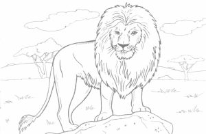 Lion Coloring Pages for Adults to Print   33648