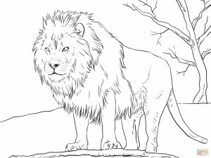 Lion Coloring Pages for Adults to Print   41677