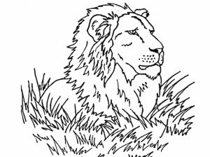 Lion Coloring Pages Free to Print   64871