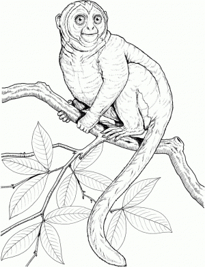Monkey Coloring Pages Detailed and Realistic for Adults   21486
