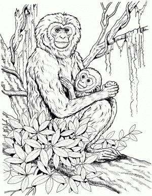 Monkey Coloring Pages Detailed and Realistic for Adults   67413