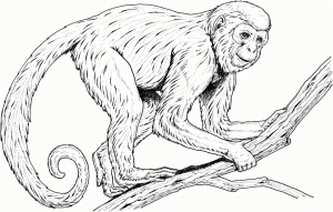 Monkey Coloring Pages Realistic   41874