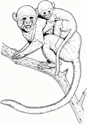 Monkey Coloring Pages Realistic   48226