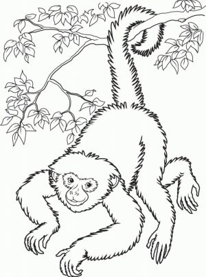 Monkey Coloring Pages Realistic   62418
