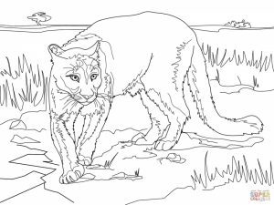Mountain Lion Coloring Pages Printable   56265