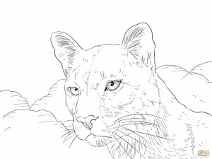 Mountain Lion Coloring Pages Printable   75636
