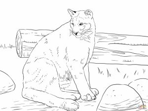 Mountain Lion Coloring Pages Printable   75997