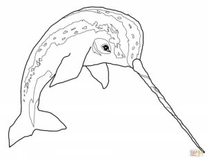 Narwhal Coloring Pages Kids Printable   TGM21