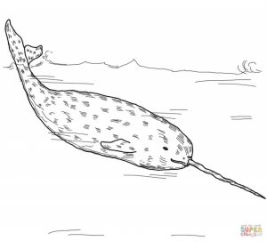 Narwhal Coloring Pages Kids Printable   UVT58