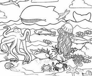 Ocean Animals Coloring Pages   2ah4l