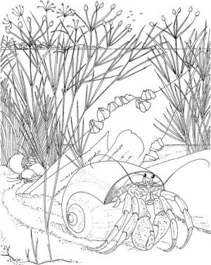 Ocean Coloring Pages for Adults   8b461