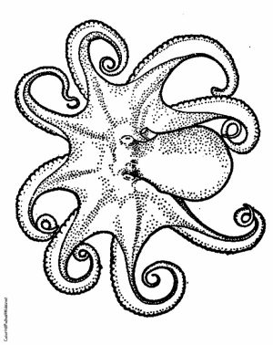 Octopus Coloring Pages Free Printable   fyo116
