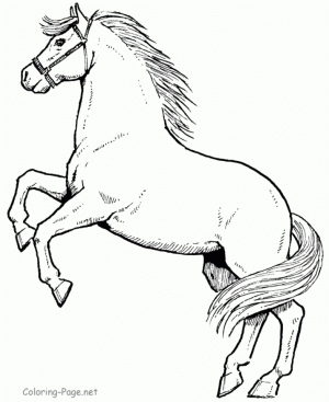 Online Horses Coloring Pages to Print   aycRt