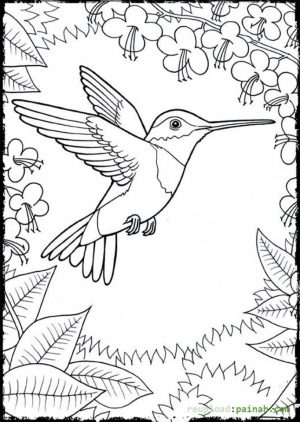 Online Hummingbird Coloring Pages   28344
