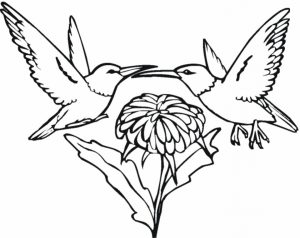 Online Hummingbird Coloring Pages   43569