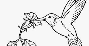Online Hummingbird Coloring Pages   50959