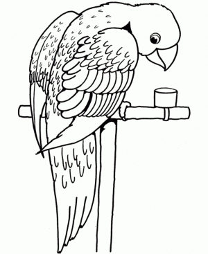 Online Parrot Coloring Pages   61800