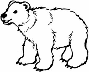 Online Polar Bear Coloring Pages for Kids   sz5em