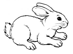 Online Rabbit Coloring Pages for Kids   OS92R