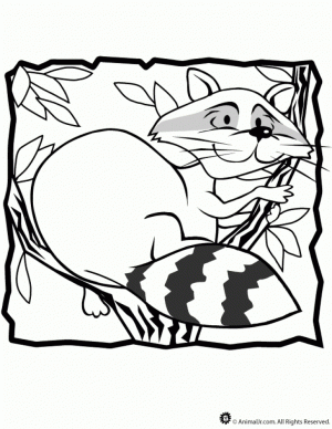 Online Raccoon Coloring Pages   43569