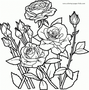 Online Roses Coloring Pages for Adults   61800