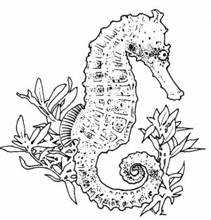 Online Seahorse Coloring Pages   37425