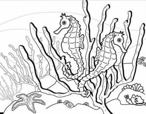 Online Seahorse Coloring Pages   88361