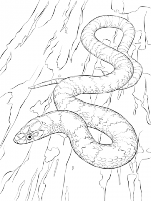 Online Snake Coloring Pages   38730
