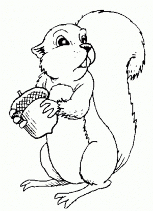 Online Squirrel Coloring Pages to Print   swsyq