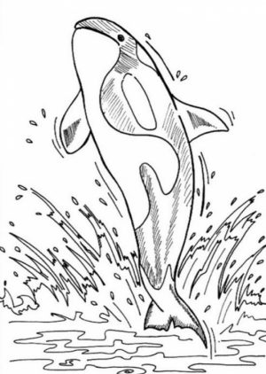 Online Whale Coloring Pages   17433