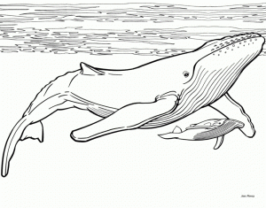 Online Whale Coloring Pages   60096