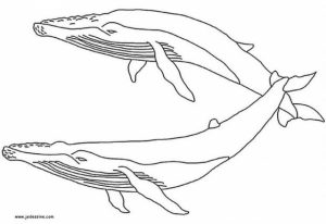 Online Whale Coloring Pages   61800