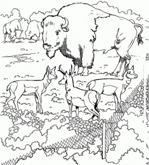Online Zoo Coloring Pages for Children   04027