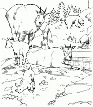 Online Zoo Coloring Pages for Children   80037