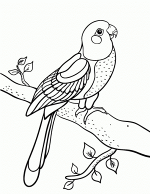 Parrot Coloring Pages Free Printable   66396