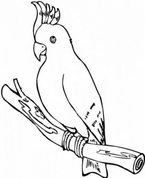 Parrot Coloring Pages Free Printable   75185