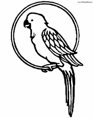 Parrot Coloring Pages Free Printable   9466